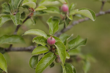 Red apple fruit hanging on tree branch with green nature background. Closeup of a branch with fresh red apples