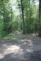 path in the forest