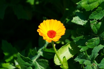 Samotny nagietek. Kwiat ma żywe, pomarańczowe płatki, które przyciągają wzrok. W tle widać delikatnie rozmytą zieleń, co podkreśla piękno nagietka. © Adam