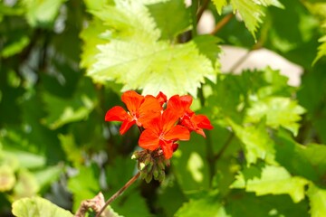 Czerwone pelargonie o intensywnej barwie © Adam
