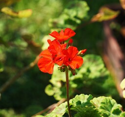 Czerwona pelargonia widoczna z bliskiej odległości. Kwiat ma intensywne, czerwone płatki, które wyróżniają się na tle rozmytego tła. © Adam