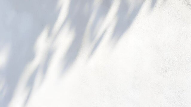 Leaf shadows on a cement background, White concrete wall texture background, cement wall plaster texture, for designers.