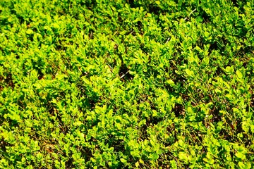 Berries
