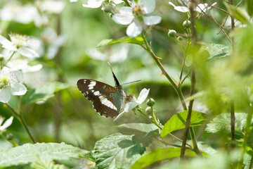 butterfly on a flower