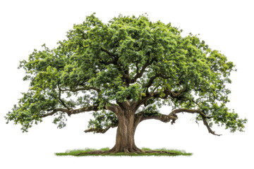 A single oak tree adorned with lush green leaves Isolated on white background