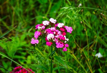Fototapeta premium Kolorowe goździki w najróżniejszych barwach. Kwiaty widać w kolorze biały, fiolet i róż.