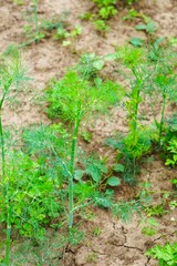 Świeży koper włoski uprawiany w ogrodzie