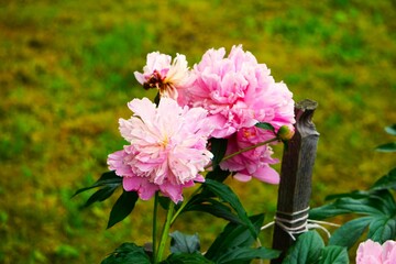 Pięknie kwitnąca różowa piwonia © Adam