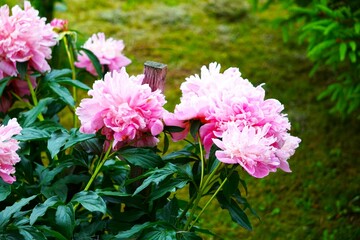 Różowa piwonia o intensywnym kolorze © Adam