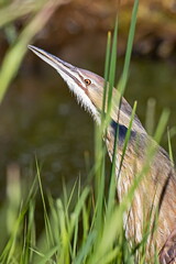 American Bittern