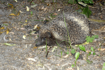 European hedgehog is resting on the forest floor, surrounded by dry leaves and green plants