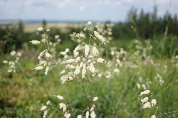 Wzgórza Kiełczyńskie, Polska © Strumyk