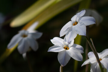 桜の影でそっと咲く白く美しいハナニラ