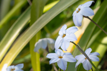 Fototapeta premium 桜の影でそっと咲く白く美しいハナニラ