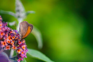Pomarańczowo- brązowy motyl siedzący na budlei, w tle zielony kolor i kwiat. © Natalia