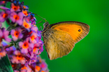 Motyl w pomarańczowo brązowych barwach na zielonym tle, który przycupnął na fioletowo pomarańczowych kwiatach budleji.  