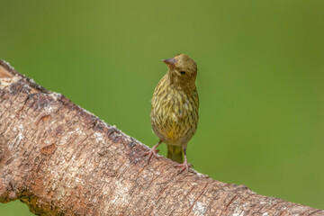Greenfinch perched on a tree trunk close up in the summer