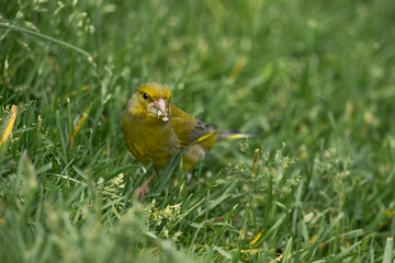 Greenfinch on the grass, close up