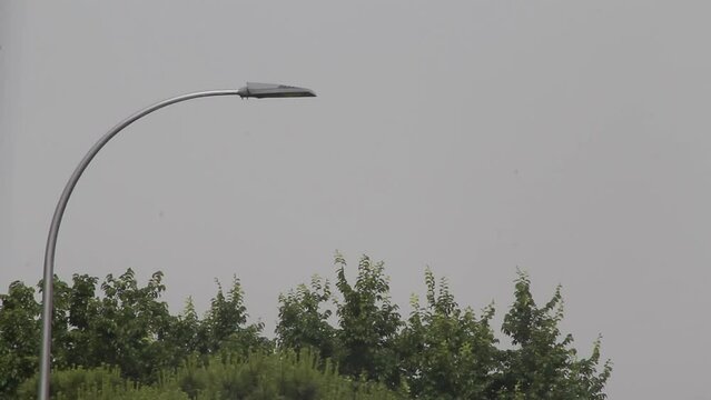 streetlight with trees