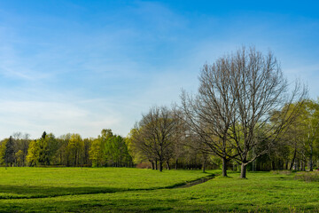Obraz premium Landscape of a green park against a blue sky