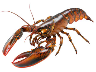A close-up of a cooked lobster, isolated on a black background. The lobster is facing the camera, with its claws outstretched.