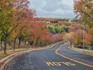 Callery Pear fall foliage in San Ramon, California