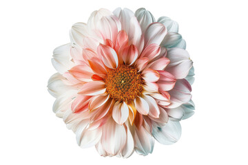 A close-up of a delicate pink and white flower with a yellow center. The petals are soft and have a slight sheen.  The flower is in focus and the background is blurred.