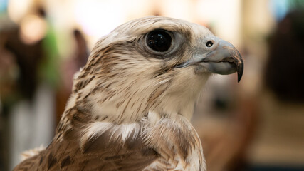 close Portrait of a white falcon