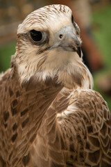 close Portrait of a white falcon