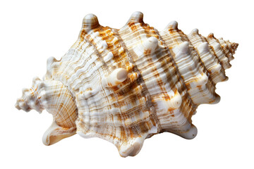 A close-up of a seashell with intricate patterns and textures.  The shell is white with brown stripes and a pointed tip.