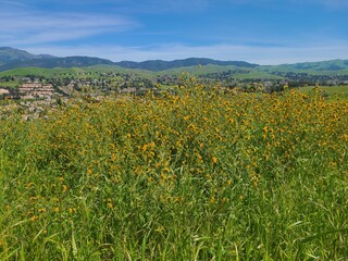 Fiddleneck Wildflowers blooming on the hills in Northern California