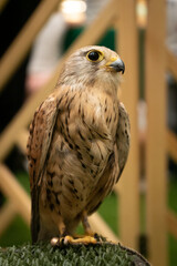 closeup portrait of a kestrel