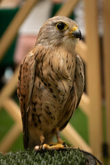 closeup portrait of a kestrel