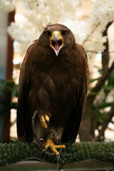 close portrait of an eagle