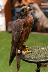 closeup portrait of a kestrel