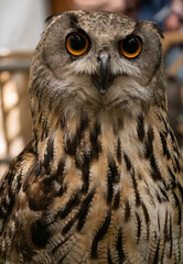 closeup portrait of bubo bubo
