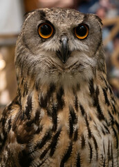 closeup portrait of bubo bubo
