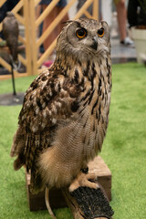 closeup portrait of bubo bubo
