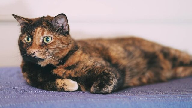 furry tortoiseshell cat looking at some moving object