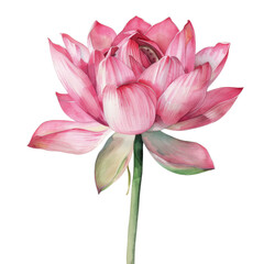 Obraz premium A delicate pink lotus flower with green stem, isolated on a black background.