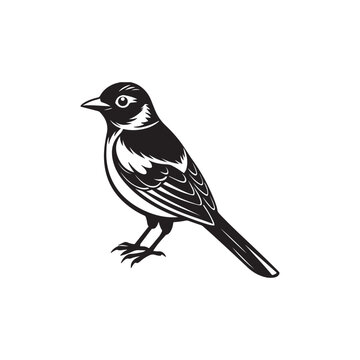 recommend clip art: Bird vector line art and  illustration