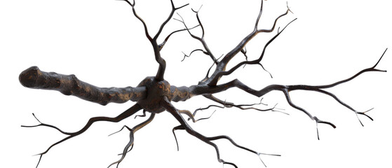Obraz premium A gnarled, weathered tree branch with intricate detail, isolated on a black background.
