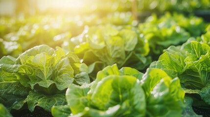 Organic hydroponic farm cultivating Butterhead Lettuce
