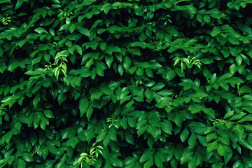 lush green hedge with leaves that are green and full