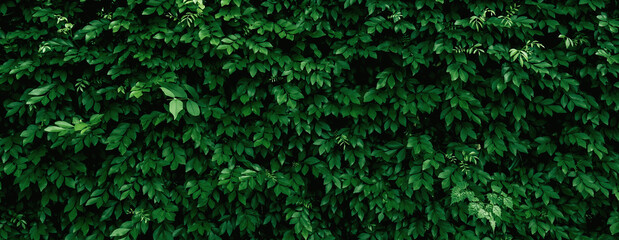 lush green hedge with leaves that are green and full