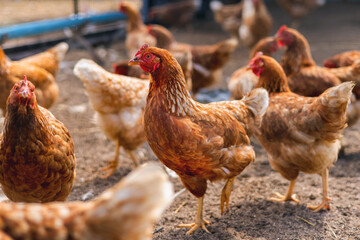 group of chickens are standing in a field