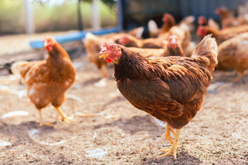 group of chickens are standing in a field