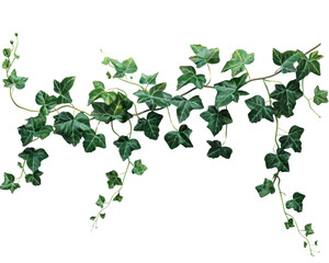 A lush, green ivy vine with delicate leaves, perfect for adding a touch of nature to your designs.