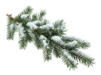 Pine branches covered with snow on transparent background