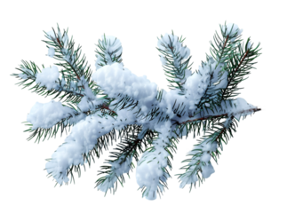 Pine branches covered with snow on transparent background